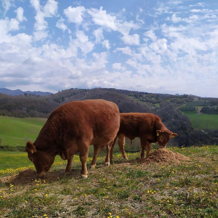 Agriturismo Corzano Barberino di Mugello Bagian luar foto